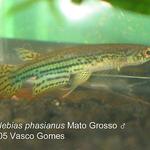 Pterolebias_phasianus_Mato_Grosso_M_1