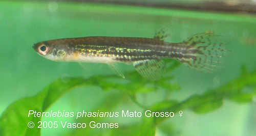 Pterolebias_phasianus_Mato_Grosso_F_1