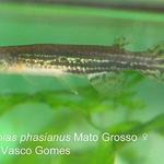 Pterolebias_phasianus_Mato_Grosso_F_1