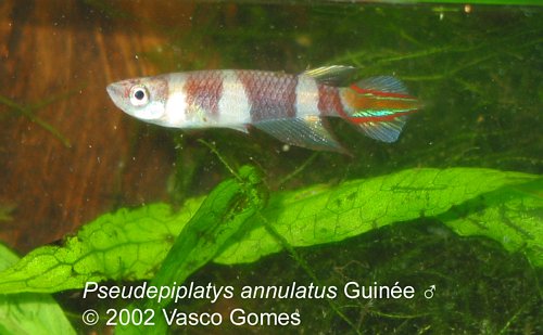 Pseudepiplatys_annulatus_Guinee_M_3