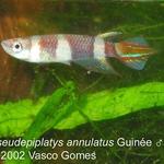 Pseudepiplatys_annulatus_Guinee_M_3