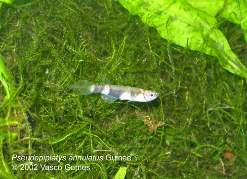 Pseudepiplatys_annulatus_Guinee_F_3