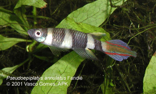 Pseudoepiplatys_annulatus_Fandie_10