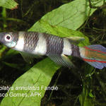 Pseudoepiplatys_annulatus_Fandie_10