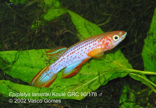 Epiplatys_lamottei_Koule_GRC90-178_M_4