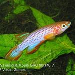 Epiplatys_lamottei_Koule_GRC90-178_M_4