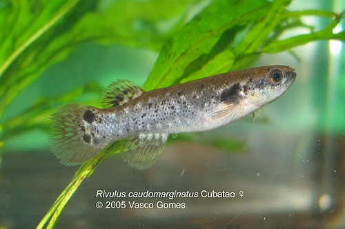 Kryptolebias_caudomarginatus_Cubatao_F_1