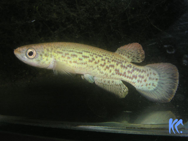 Riv.amphoreus