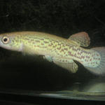 Riv.amphoreus