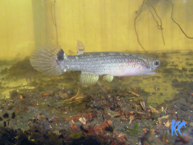 Riv.speciosus