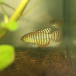 Simpsonichthys fasciolatus 'Unai, NP 03-07'