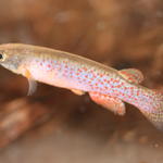 Rivulus chucunaque 'PAN 2006/31'