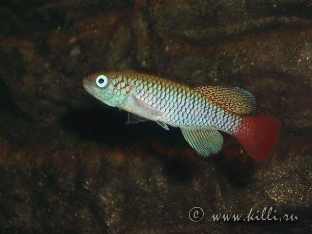 Notho.melanospilus 'Lihonja, TAN 97/25'