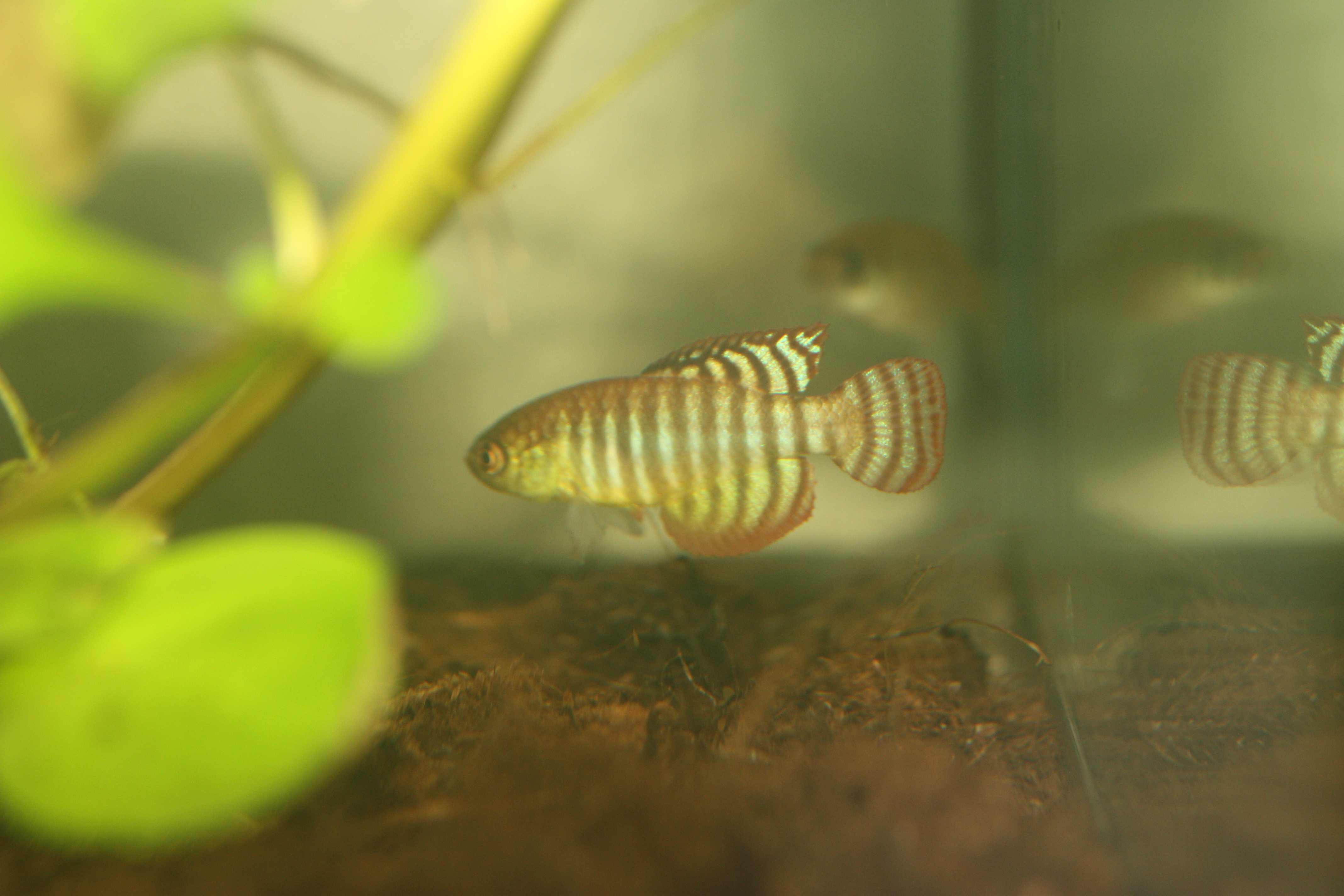 Simpsonichthys fasciolatus 'Unai, NP 03-07'