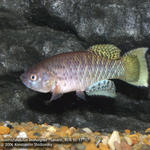 Austrofundulus