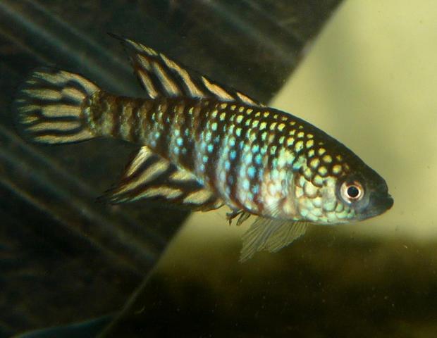 Simpsonichthys sp. 'Urucuia'