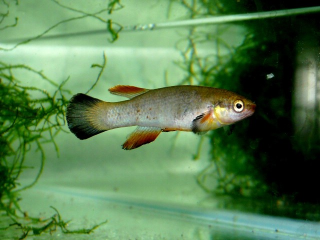 Riv.cylindraceus