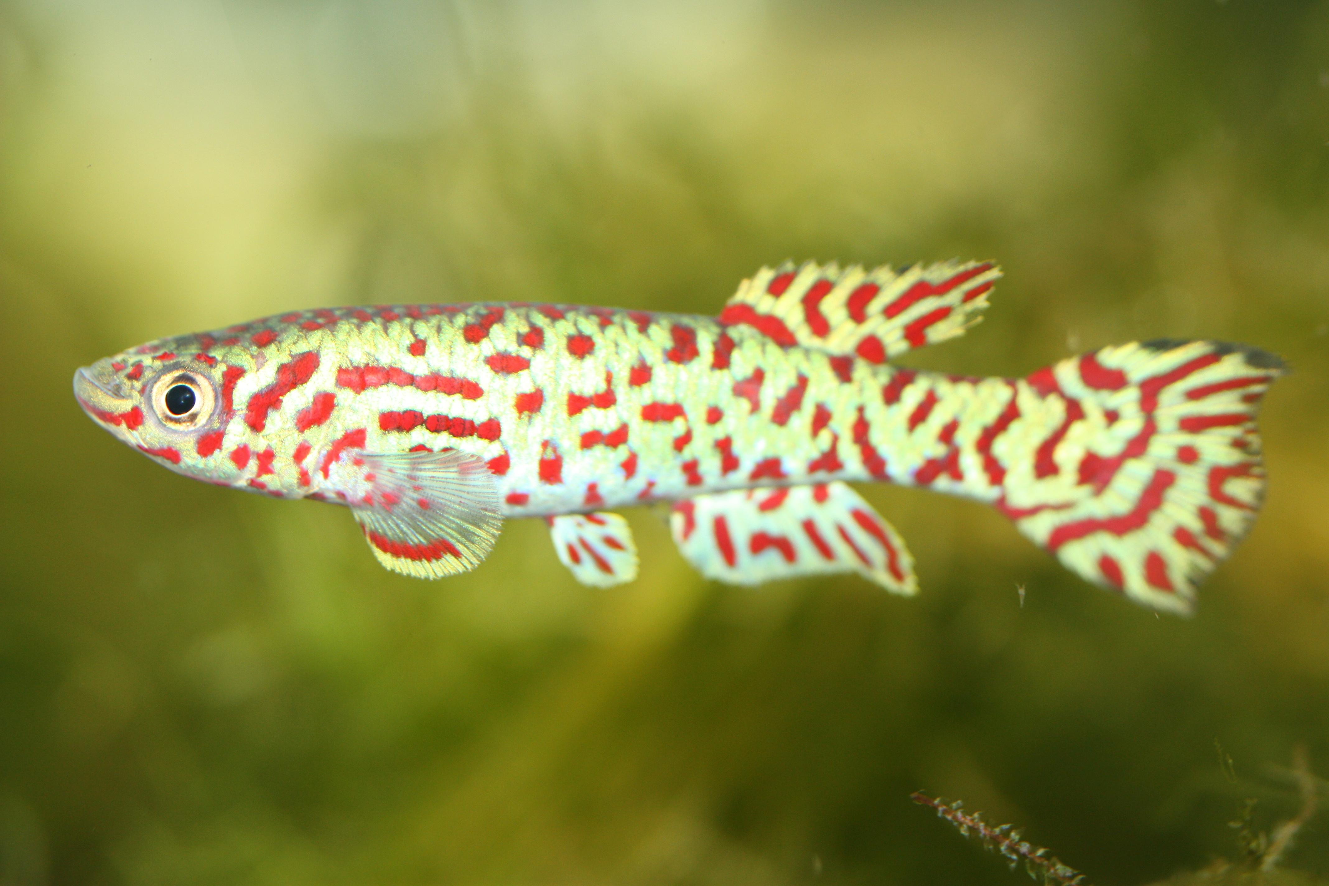 Fundulopanchax gardneri mamfensis 'Basua' 