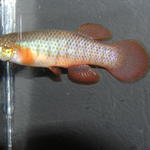 Fundulus