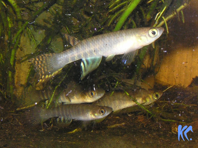 Aphyo.peruensis 'PERU CI 2006'