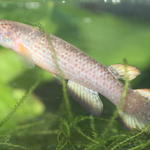 R.bahianus Ilheus