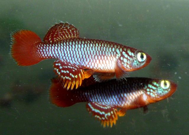 N.flammicomantis Kisaki TAN 95-5