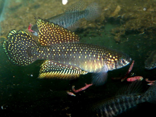 Simpsonichthys whitei