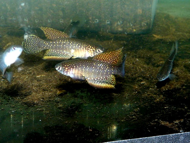 Simpsonichthys whitei (1)