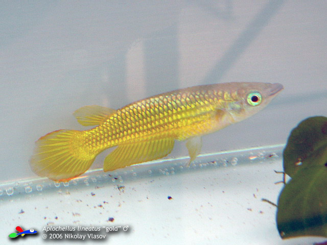 Aplocheilus lineatus 'gold'