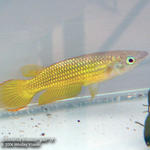 Aplocheilus lineatus 'gold'