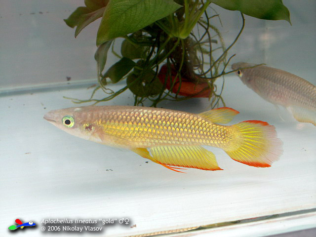 Aplocheilus lineatus 'gold'