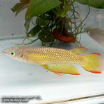 Aplocheilus lineatus 'gold'