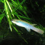 Rivulus agilae.