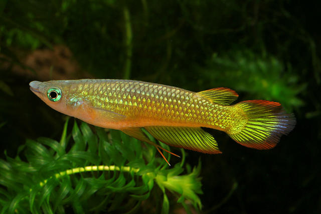 Aplocheilus lineatus gold