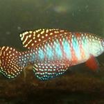 Simpsonichthys picturatus 'Ibotirama BSFS 08-02' 