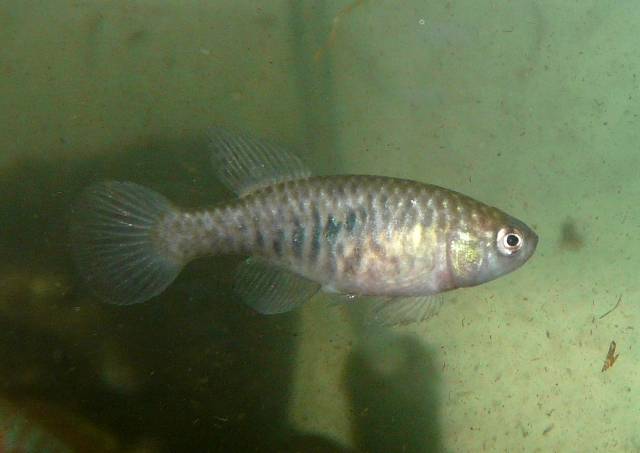 Simpsonichthys picturatus 'Ibotirama BSFS 08-02' (2)