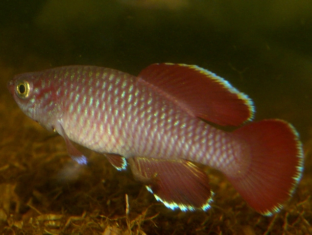 N.korthausae 'RED'