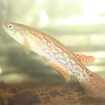 Rivulus spec. Columbia 28