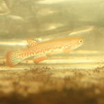 Rivulus spec. Paryagi