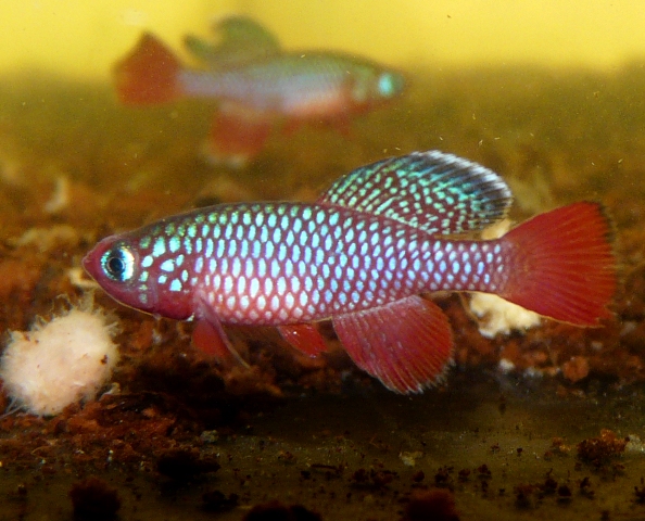 N.cardinalis TAN 97-27 'Lisinjiri River'