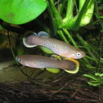 Rivulus uroflammeus