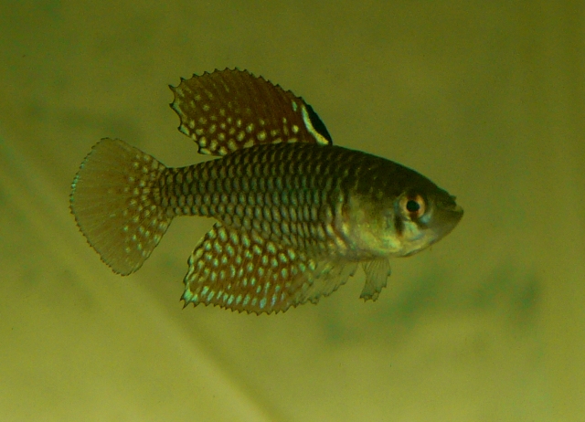 Simpsonichthys reticulatus 'Xingu'