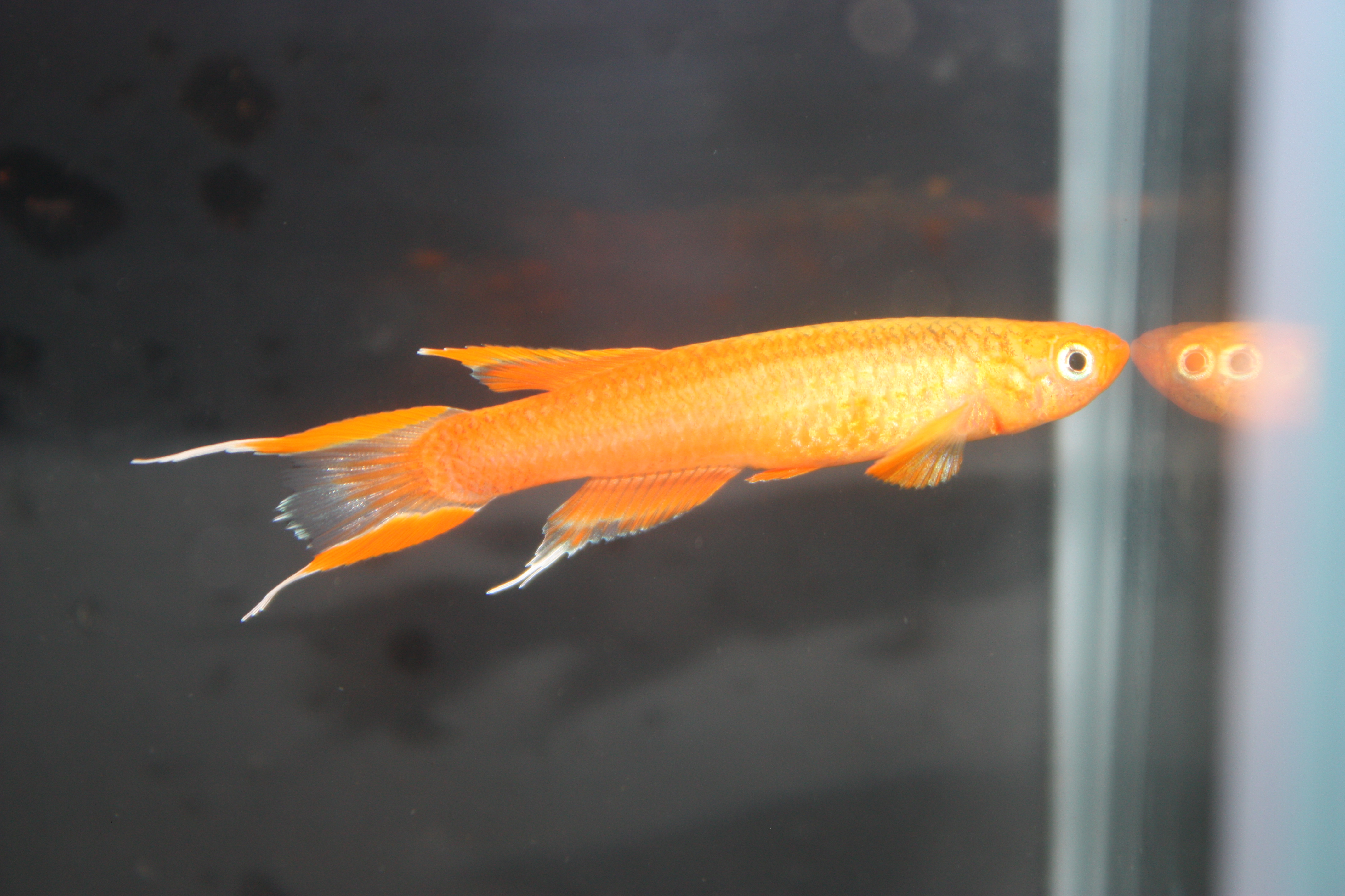 Aphyosemion australe orange spotless.