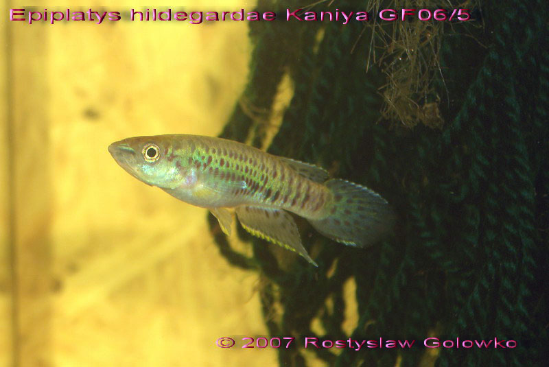 Epiplatys hildegardae "Kaniya, GF06/5"