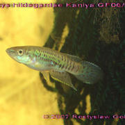 Epiplatys hildegardae "Kaniya, GF06/5"