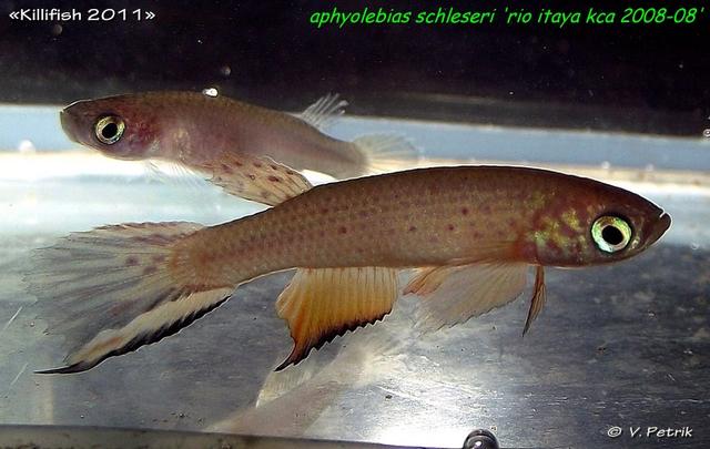 Aphyolebias schleseri 'Rio Itaya KCA 2008-08'