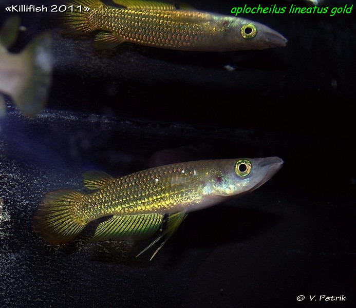 Aplocheilus lineatus gold