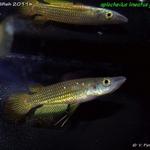 Aplocheilus lineatus gold