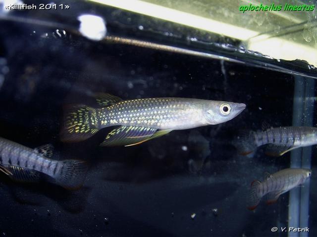 Aplocheilus lineatus