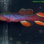 Diapteron fulgens LEC 93-7